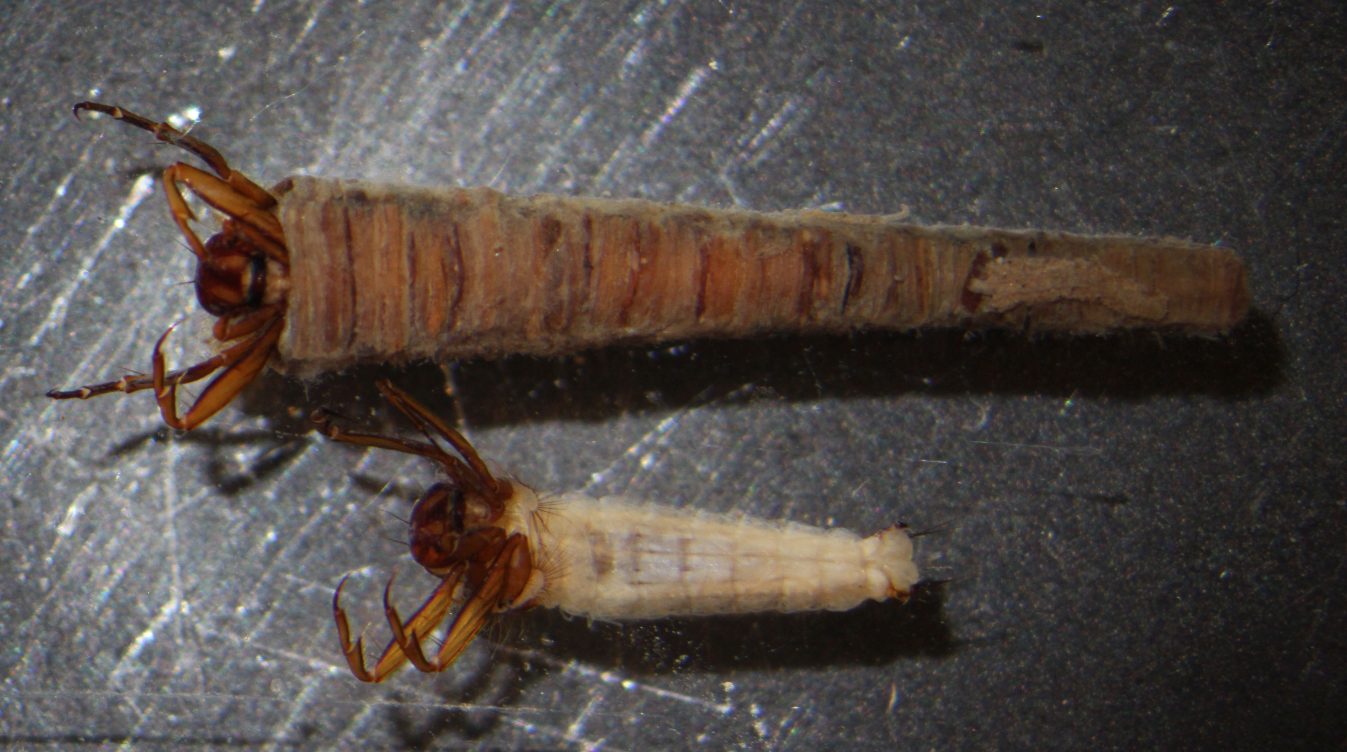 brachycentridae